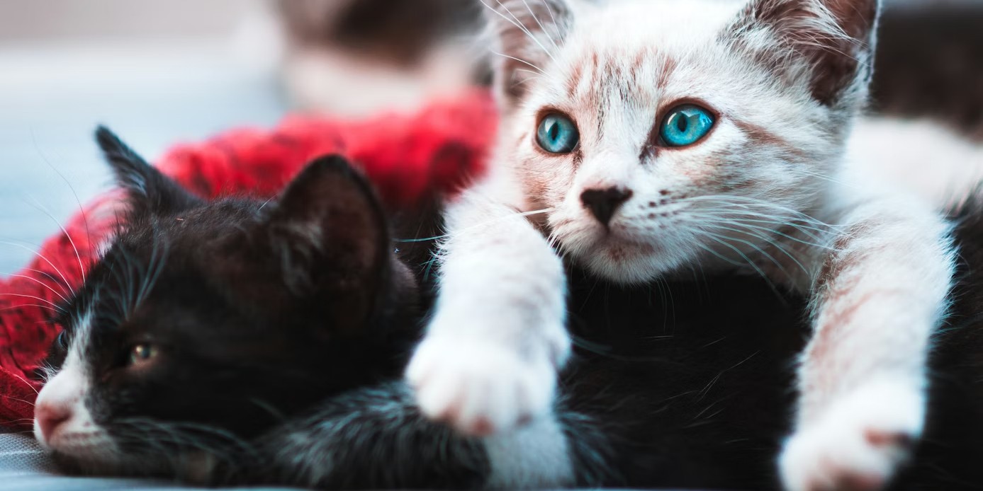 Multi-level cat tree with multiple cats lounging on different platforms and condos