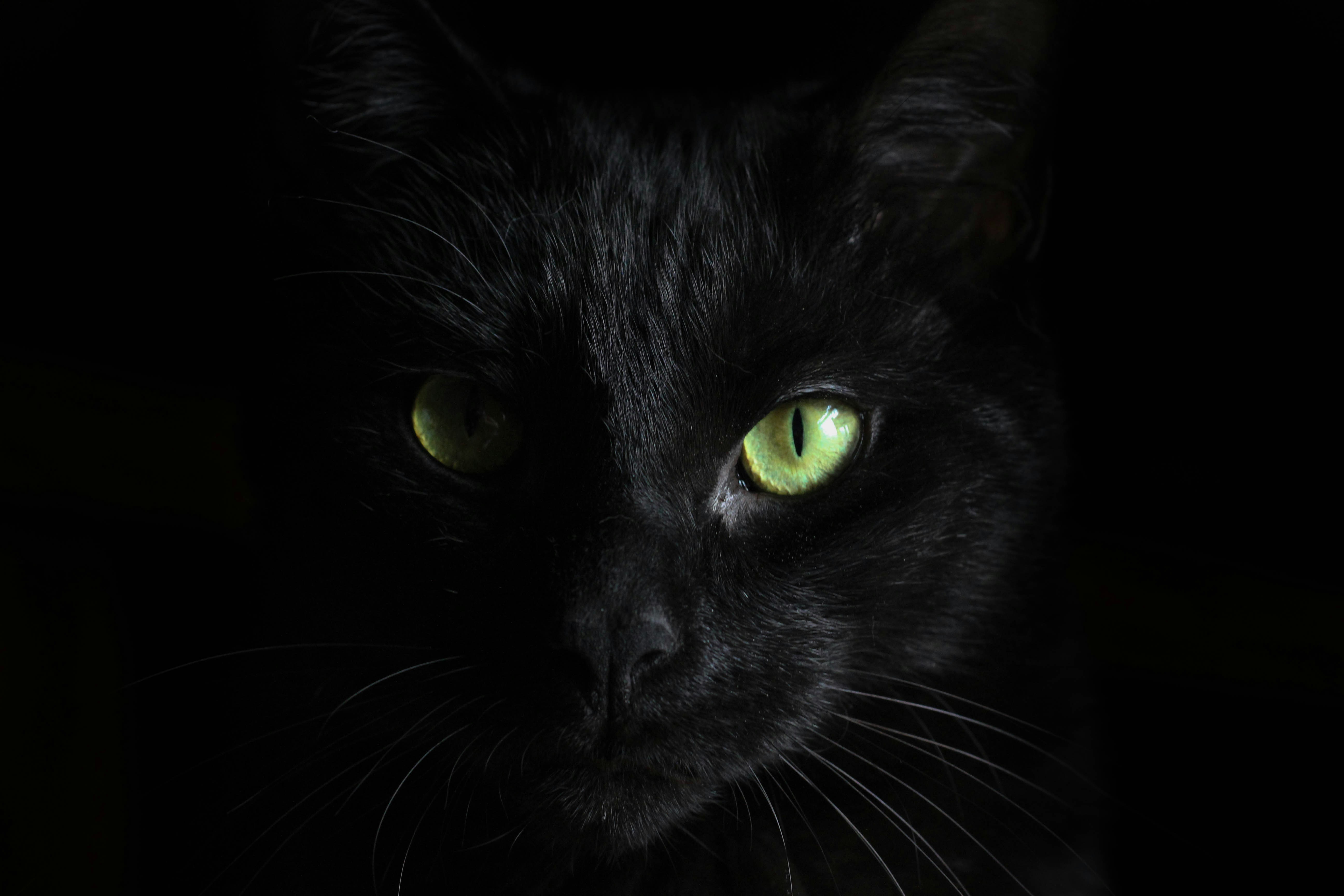 Collection of the best gothic cat trees in 2026 including black towers with devil ear perches and cloud shaped beds