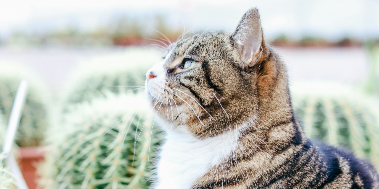 PAWZ Road cactus cat tree in green and sand showing cactus scratch post, curved perch, condo, and dangling play balls