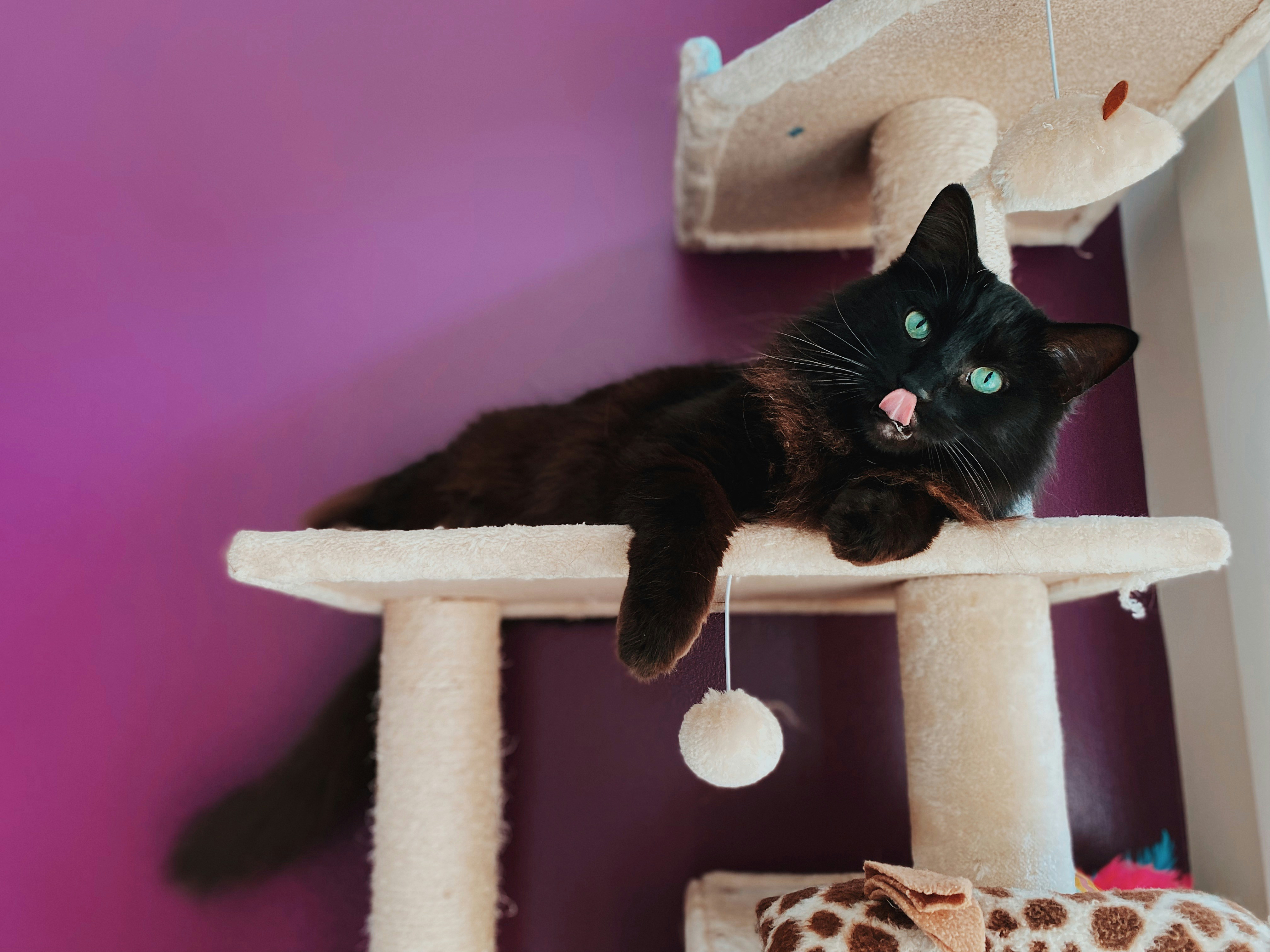 Cat owner comparing different cat trees trying to decide which one to buy for their indoor cat