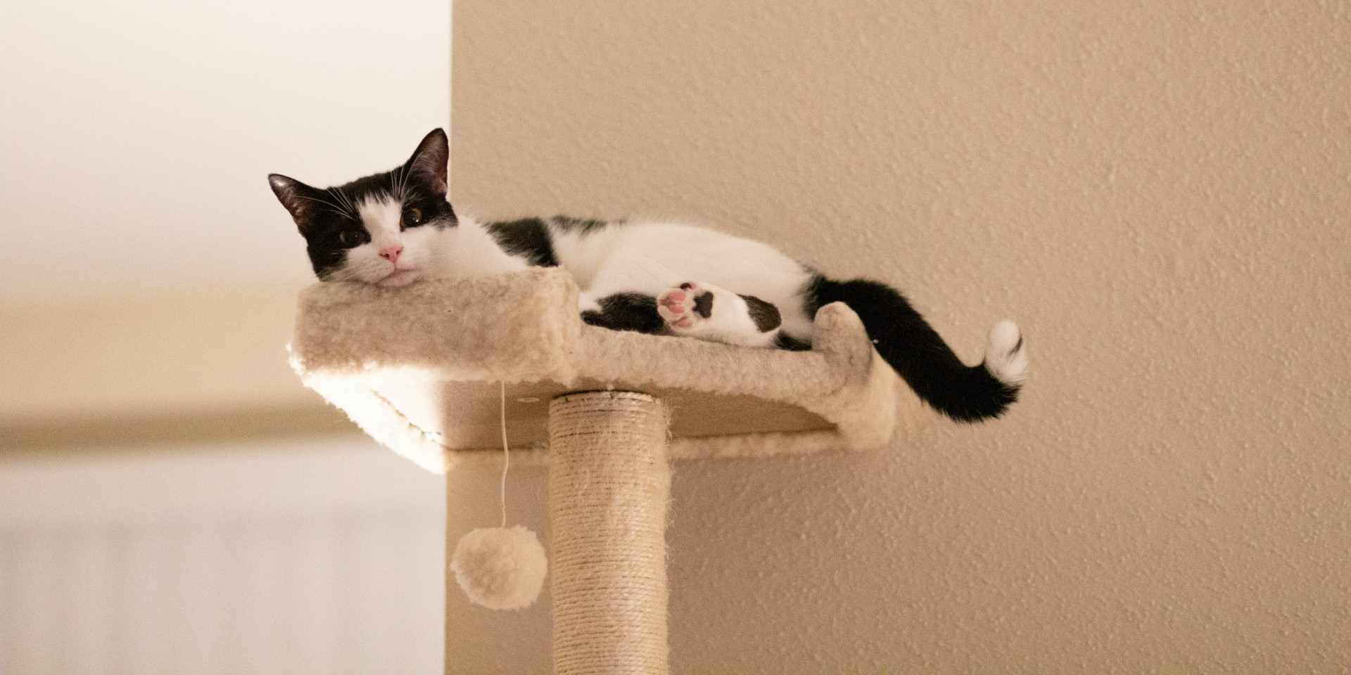 Collection of unique themed cat trees including cactus, mushroom, ocean and flower designs